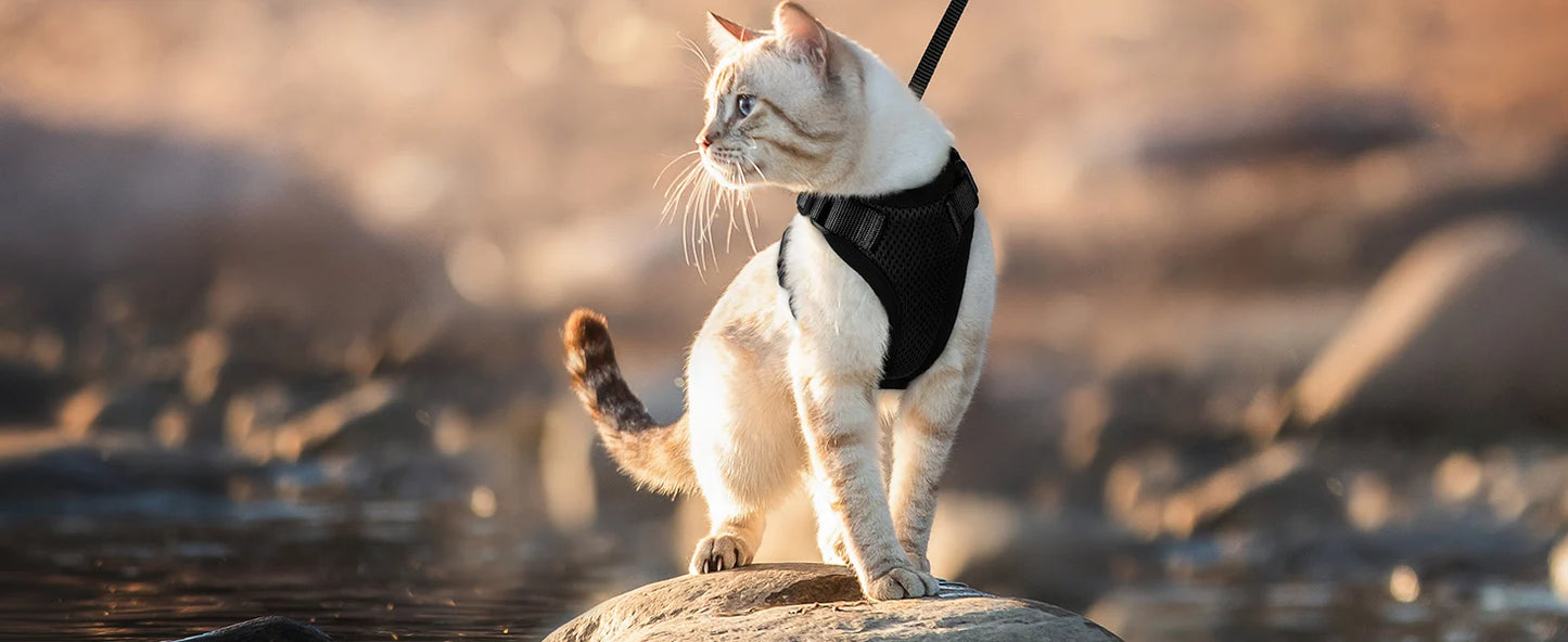 Pet Cat Harness and Leash Adjustable