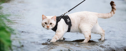Pet Cat Harness and Leash Adjustable